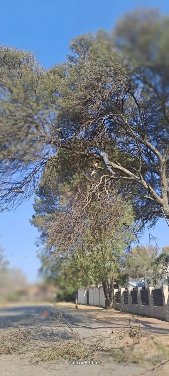 Best Time for Tree Felling in Pretoria